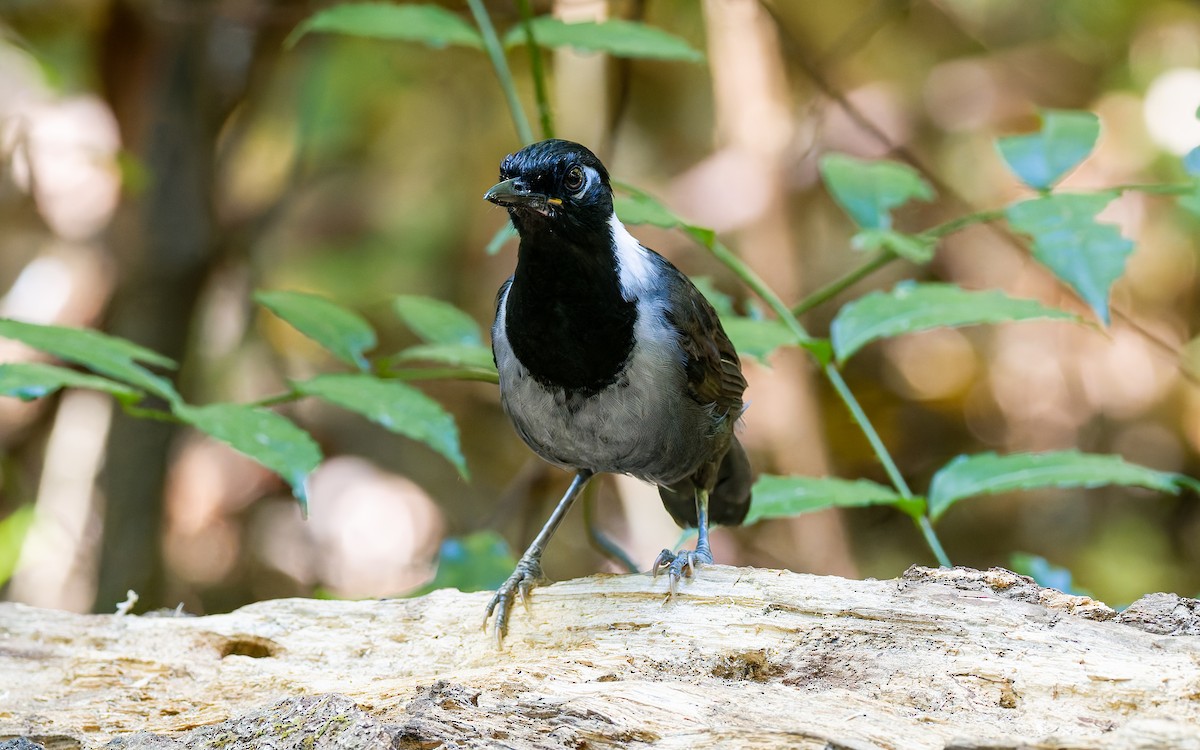 Black-hooded Laughingthrush - ML616907406