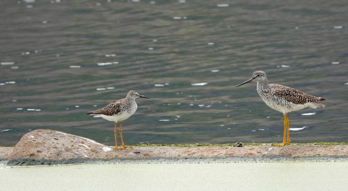 Greater Yellowlegs - ML616907411