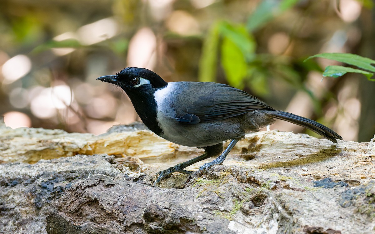 Black-hooded Laughingthrush - ML616907413