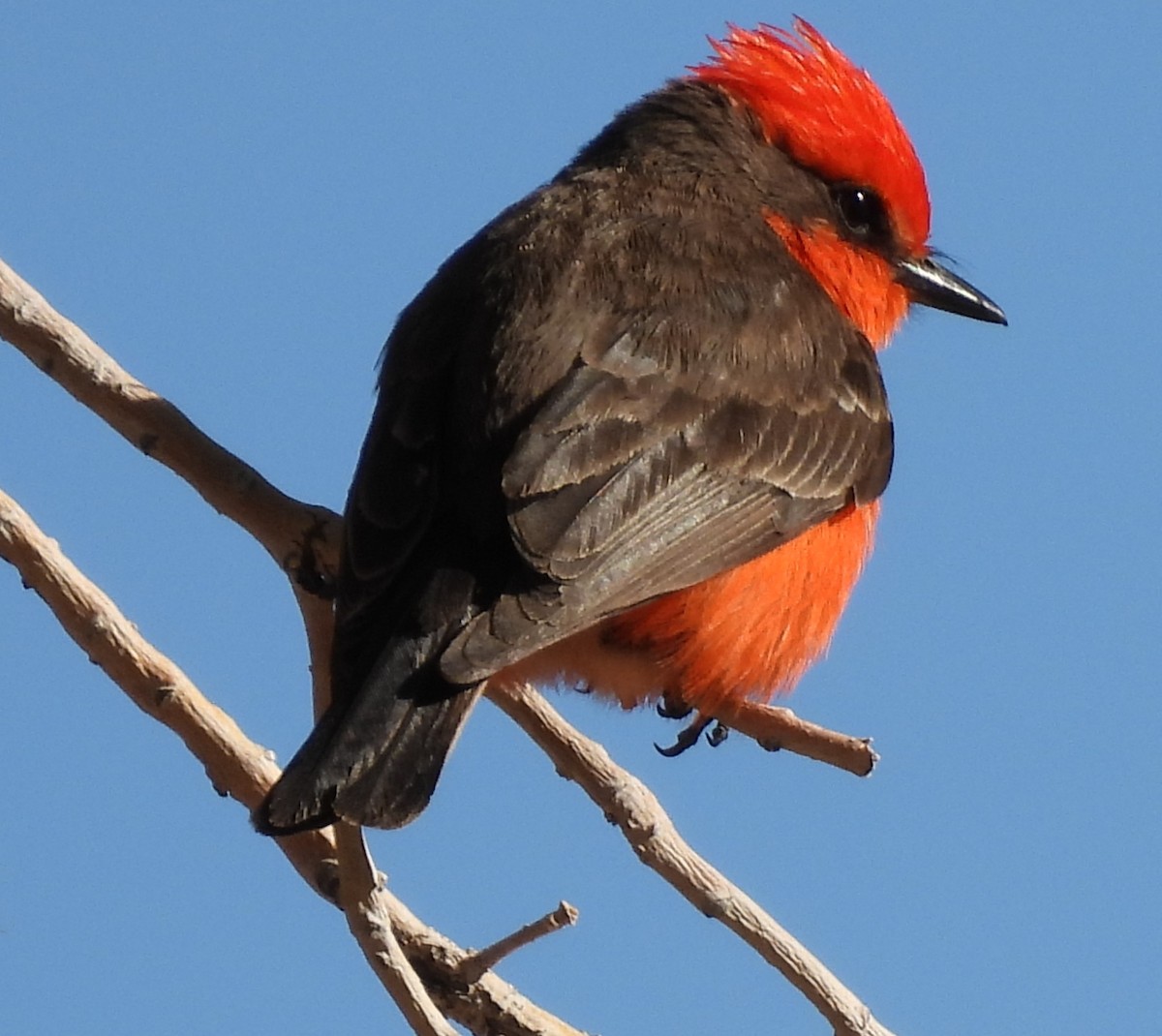 Vermilion Flycatcher - ML616907445