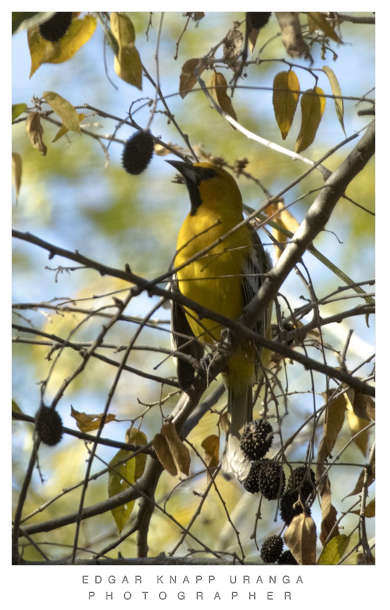 Streak-backed Oriole (West Mexican) - ML616907449