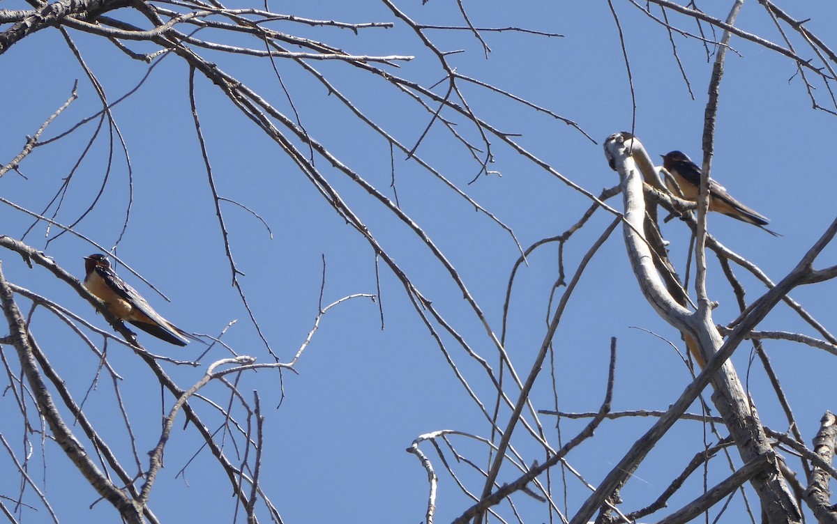 Barn Swallow - ML616907453