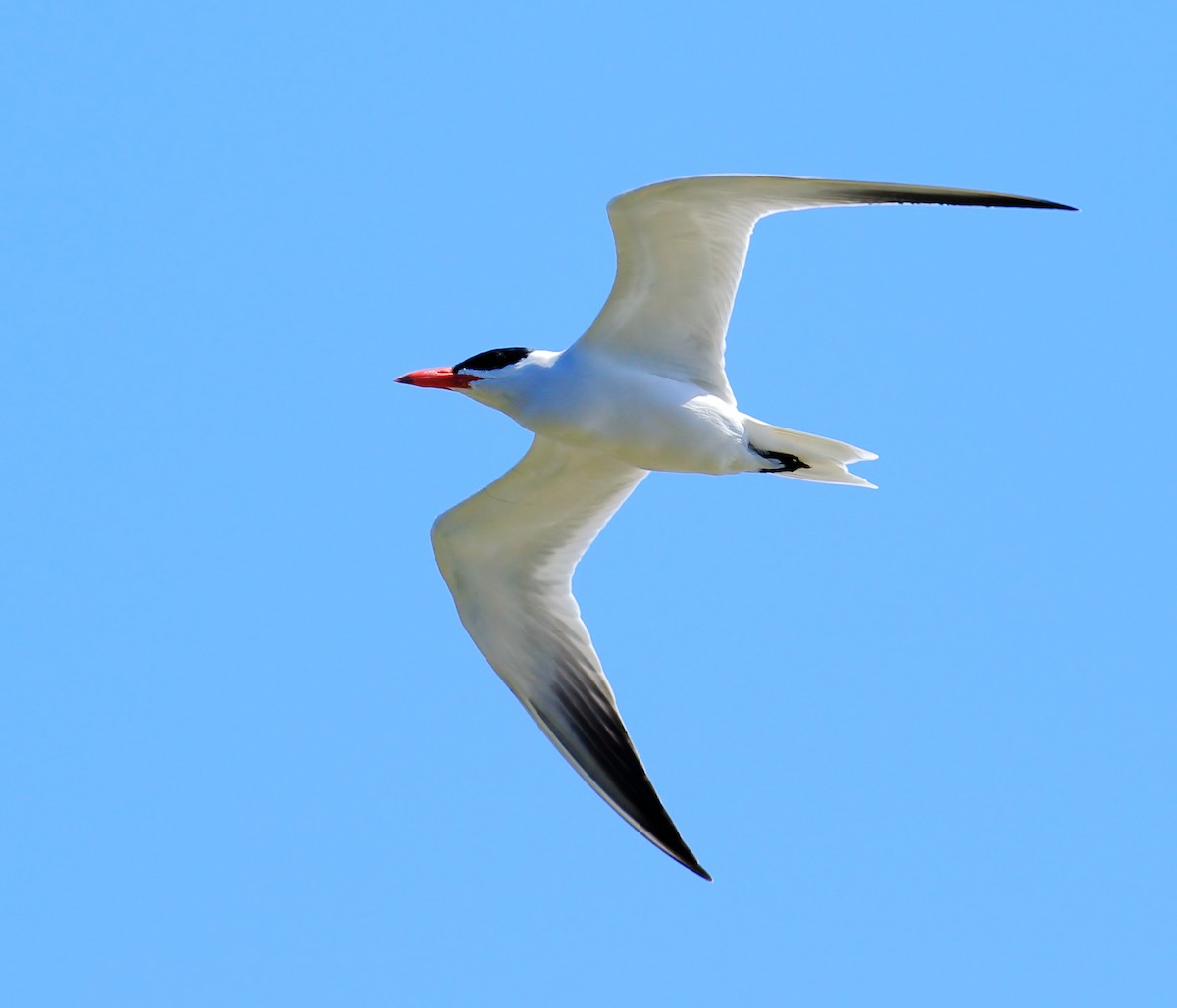 Caspian Tern - ML616907482