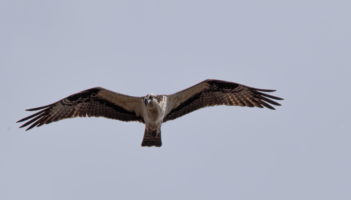 Osprey - ML616907483