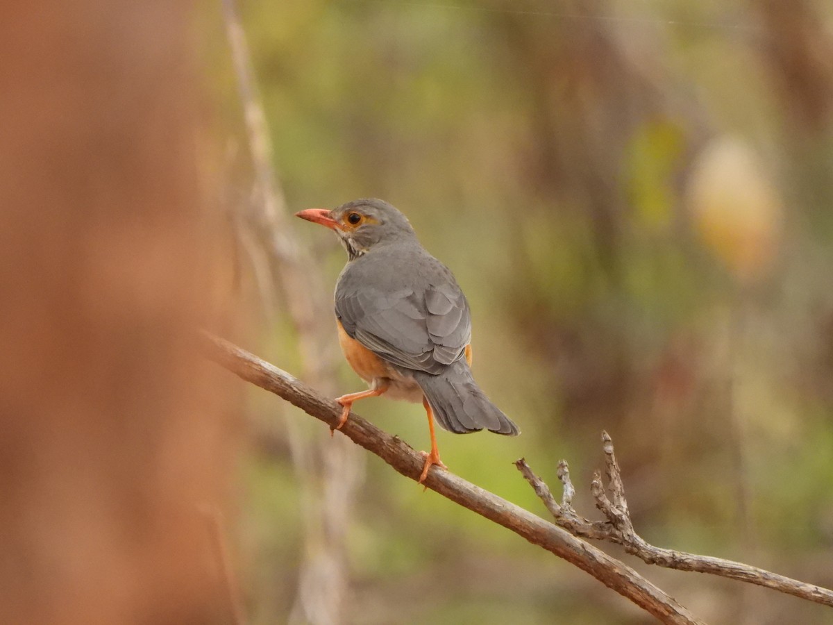 Kurrichane Thrush - ML616907489