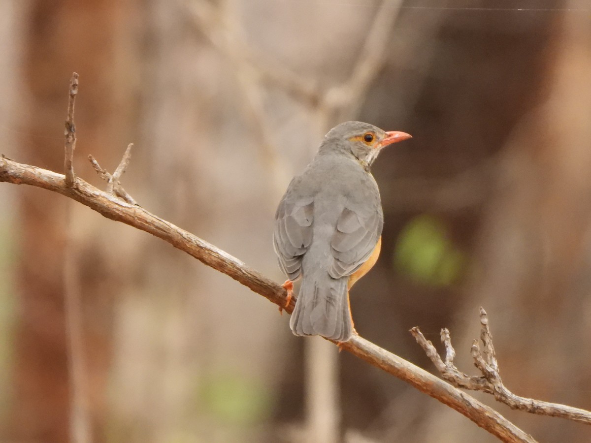 Kurrichane Thrush - ML616907490