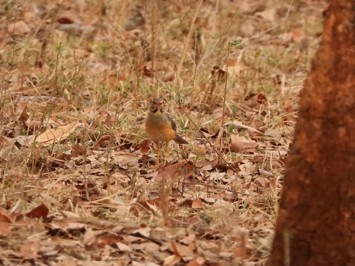 Kurrichane Thrush - ML616907491