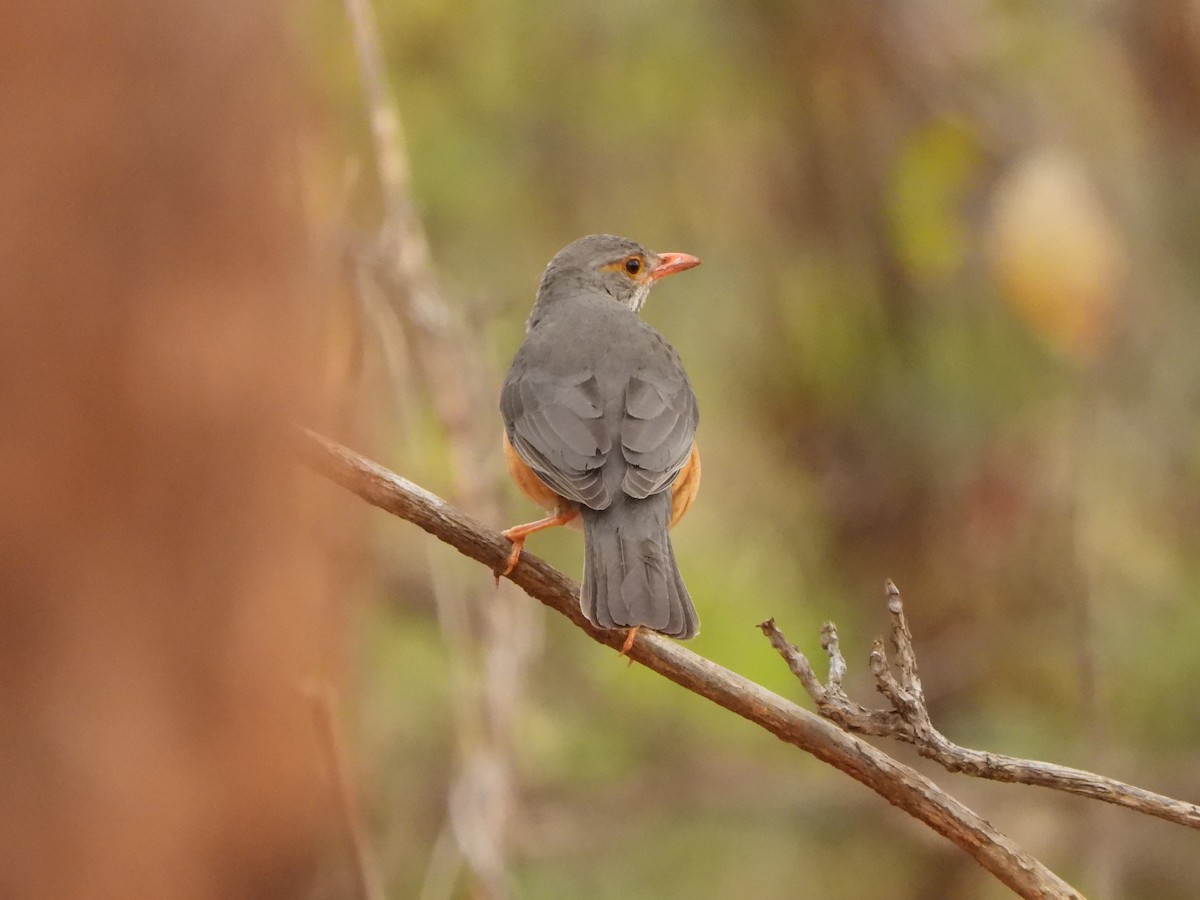 Kurrichane Thrush - ML616907492