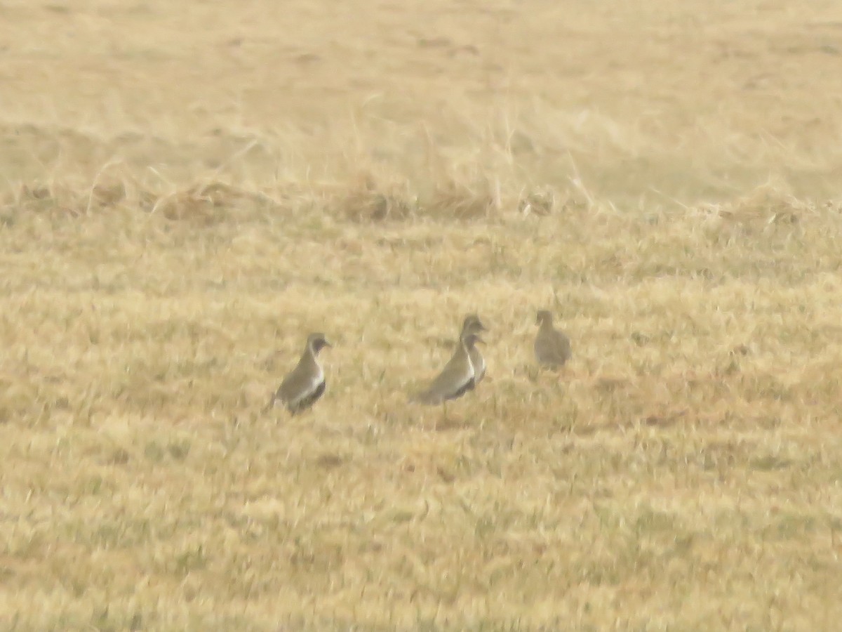 European Golden-Plover - ML616907500