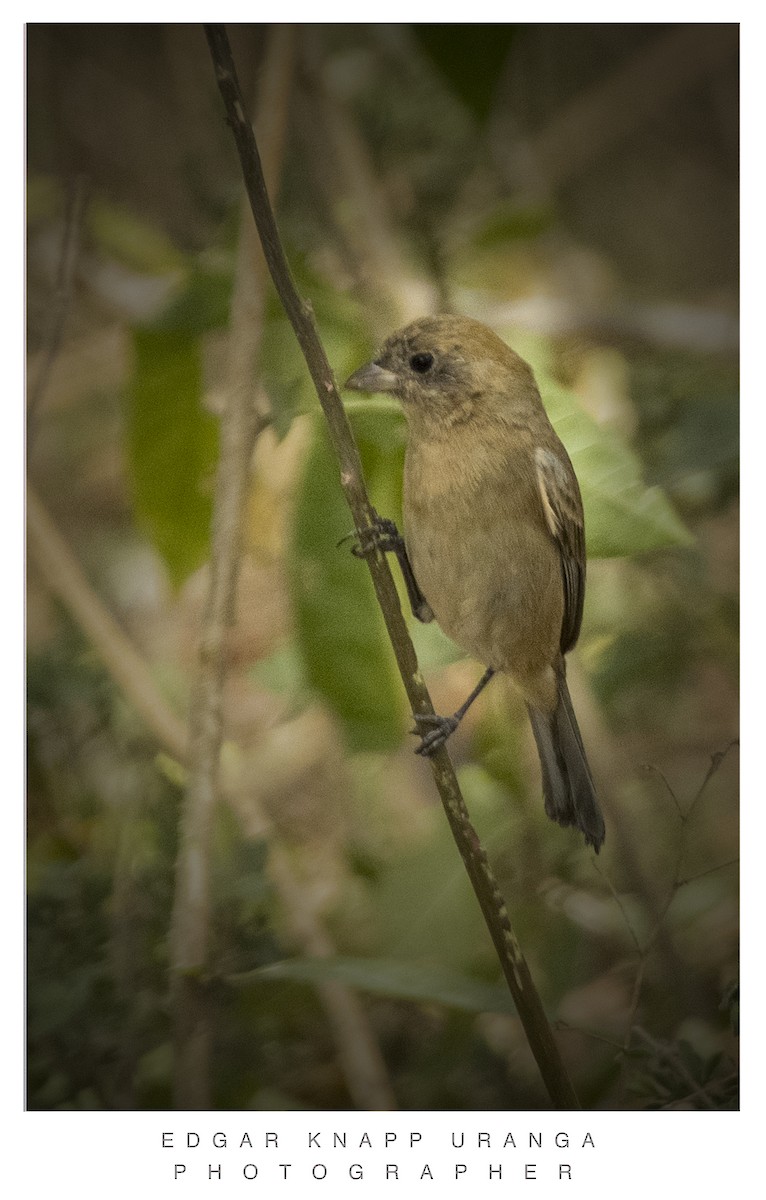 Varied Bunting - ML616907502