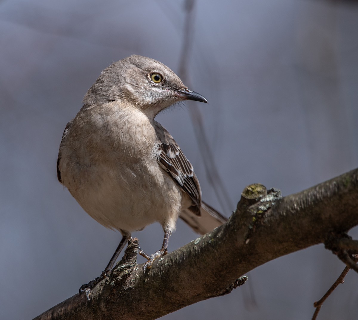 Northern Mockingbird - ML616907515