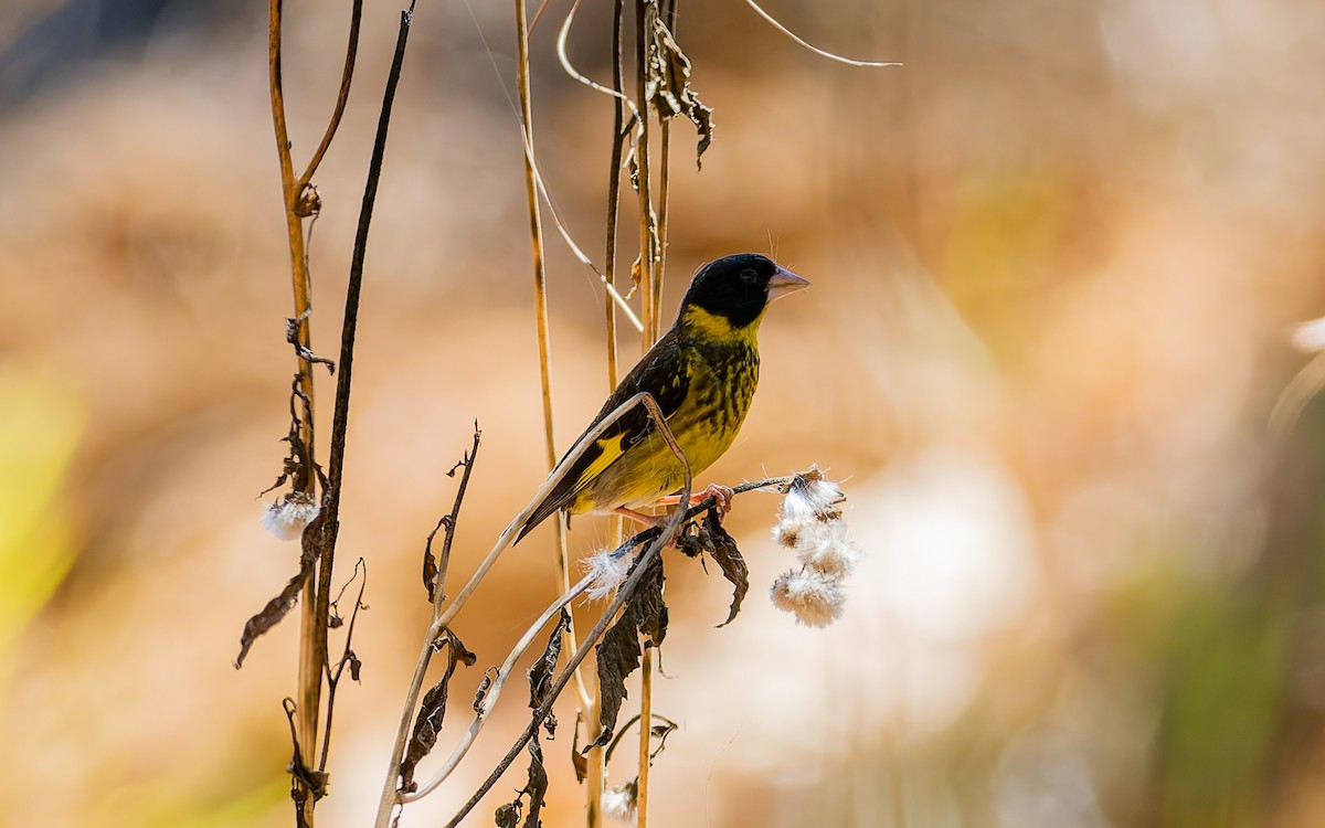 Vietnamese Greenfinch - ML616907517