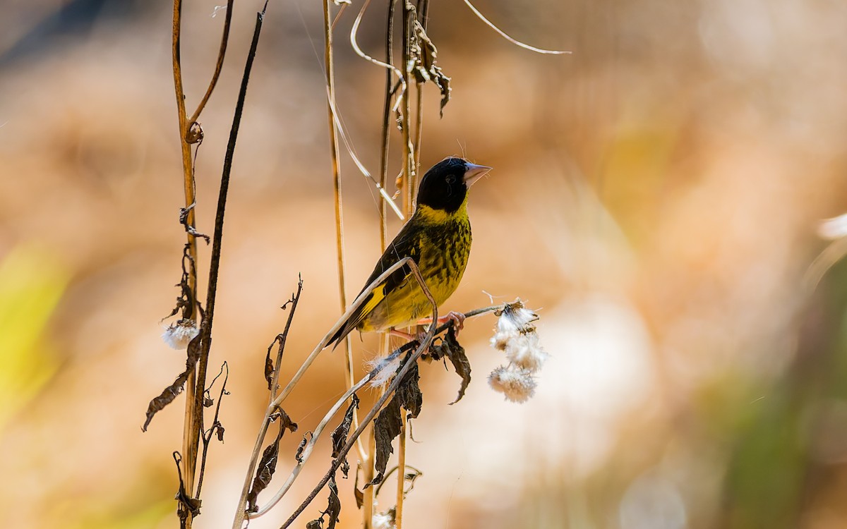 Vietnamese Greenfinch - ML616907523