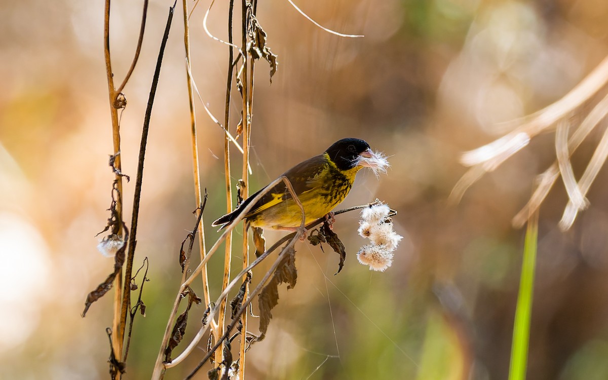 Vietnamese Greenfinch - ML616907532