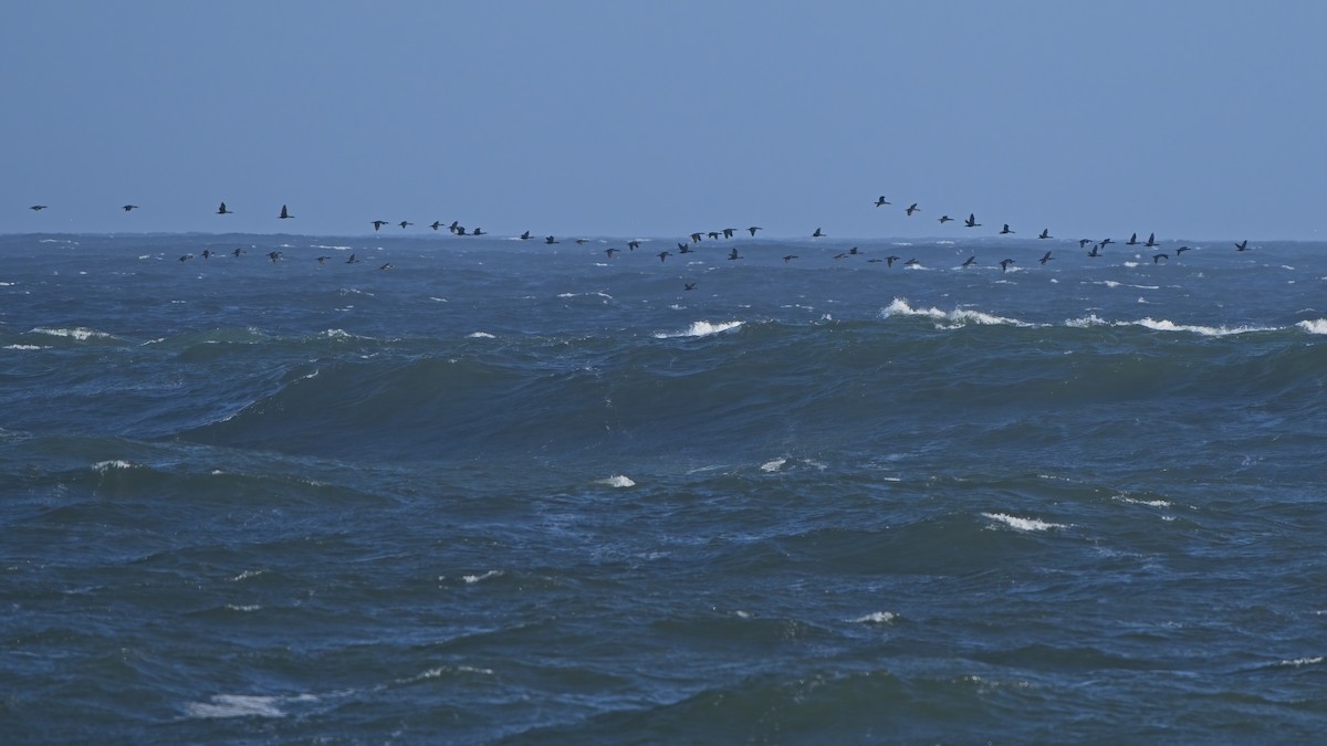 Cormorán de El Cabo - ML616907533