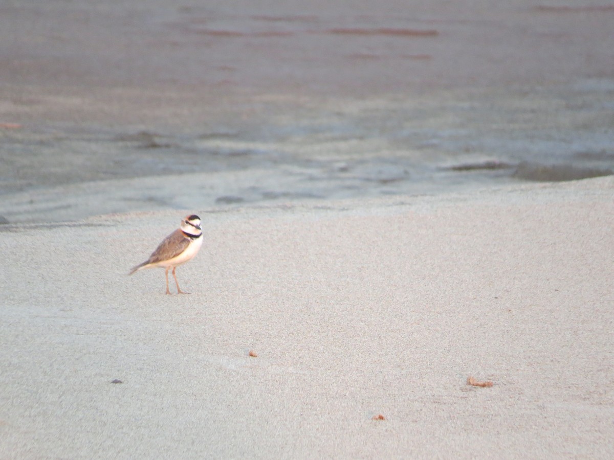 Collared Plover - ML616907537