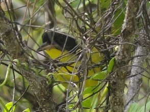 Bahama Yellowthroat - ML616907560