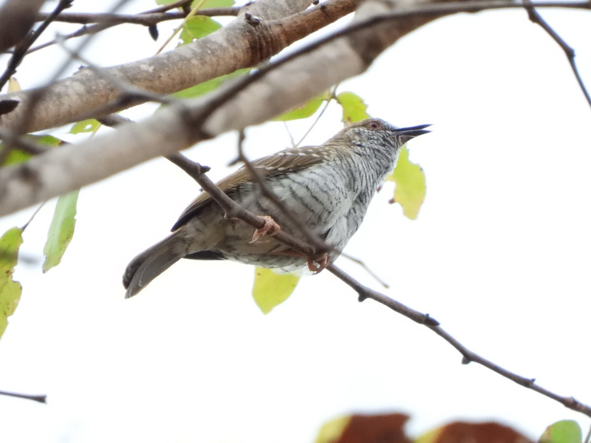 Bearded Woodpecker - Bev Agler