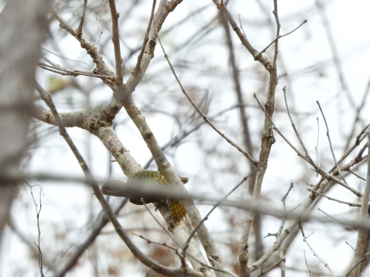 Bearded Woodpecker - ML616907583