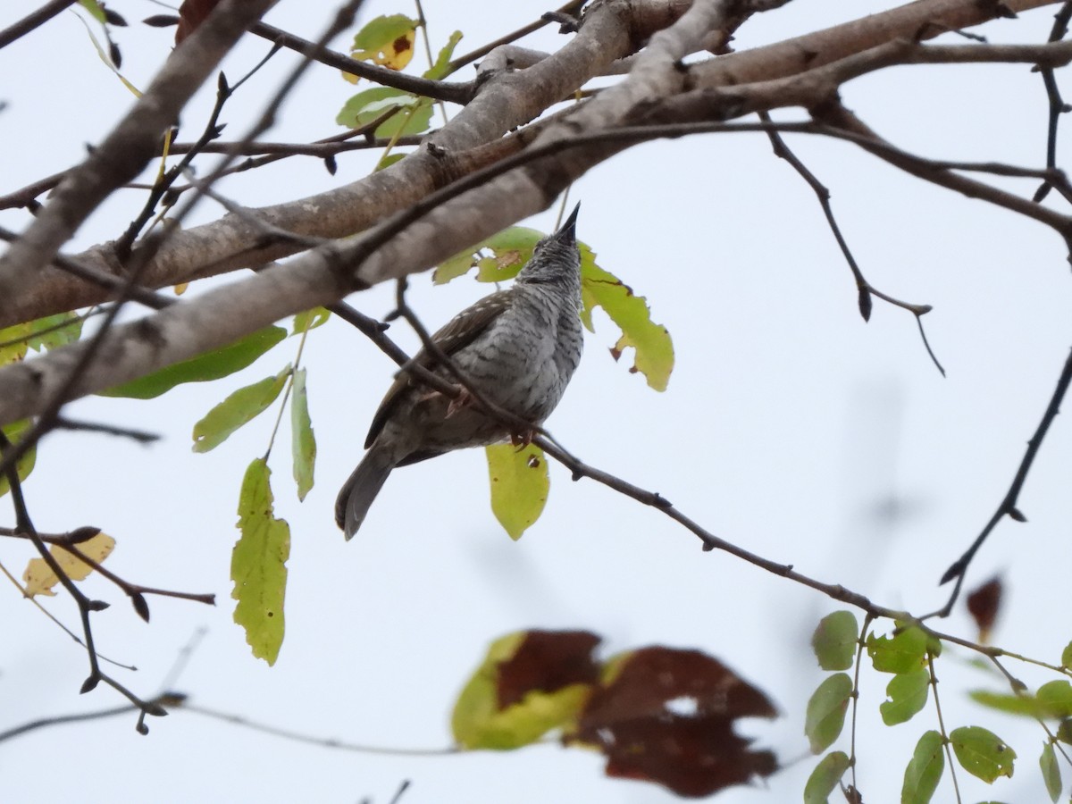 Bearded Woodpecker - Bev Agler