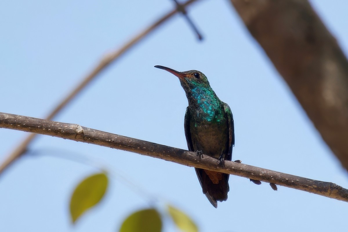 Rufous-tailed Hummingbird - Steve Luke