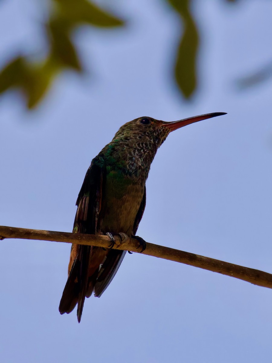 Rufous-tailed Hummingbird - Steve Luke