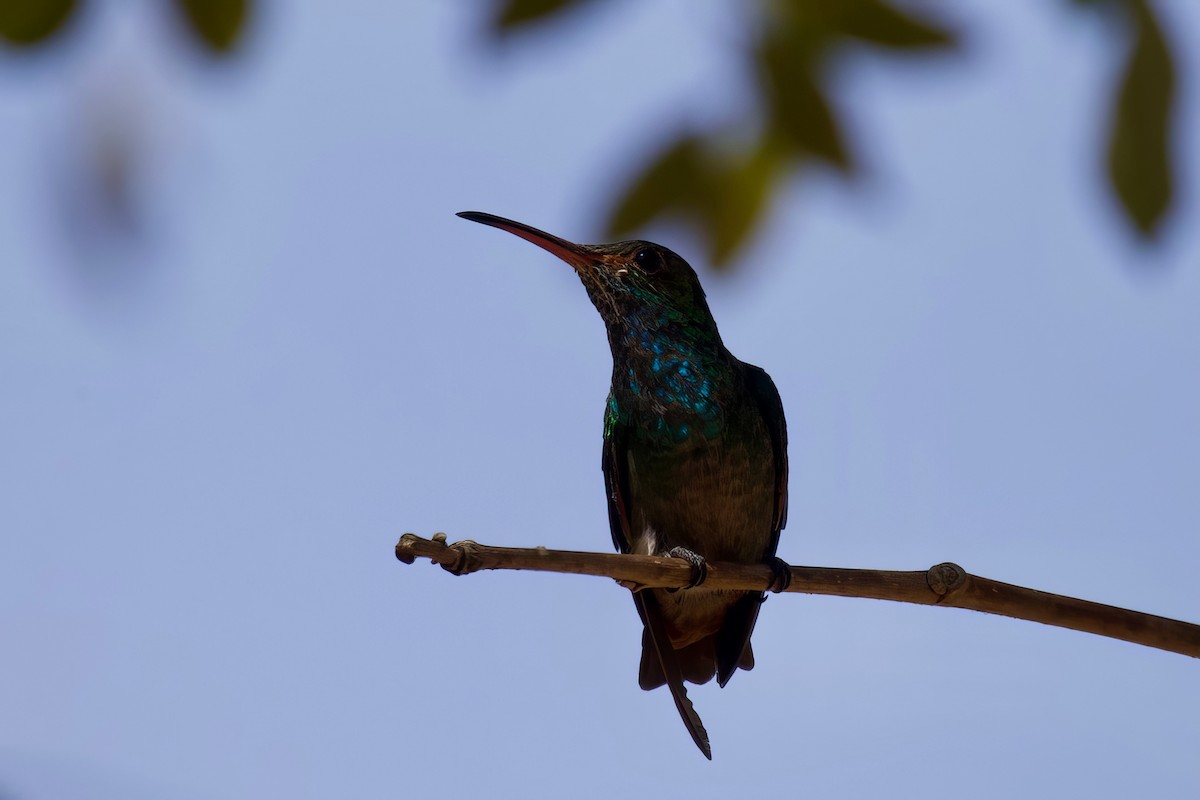 Rufous-tailed Hummingbird - Steve Luke