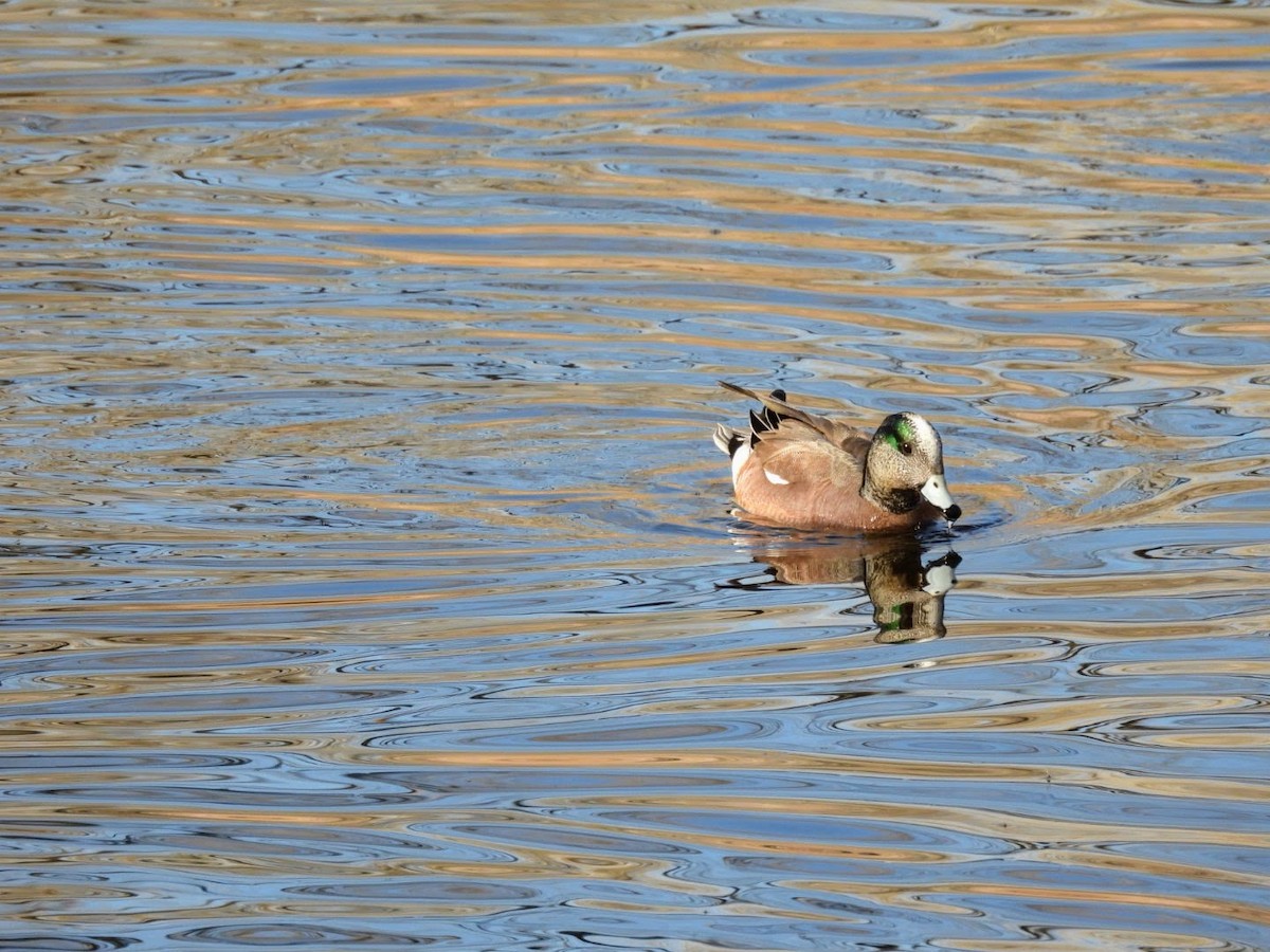 American Wigeon - ML616907636