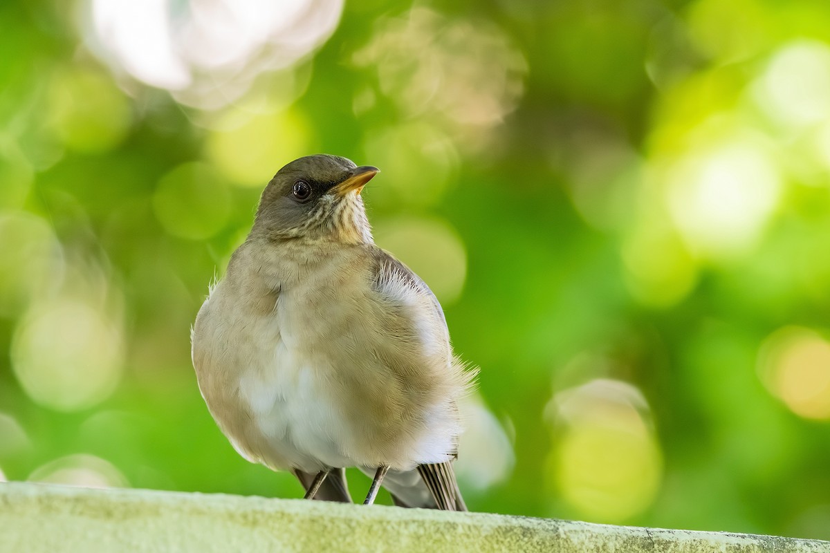 Creamy-bellied Thrush - Gabriel Bonfa