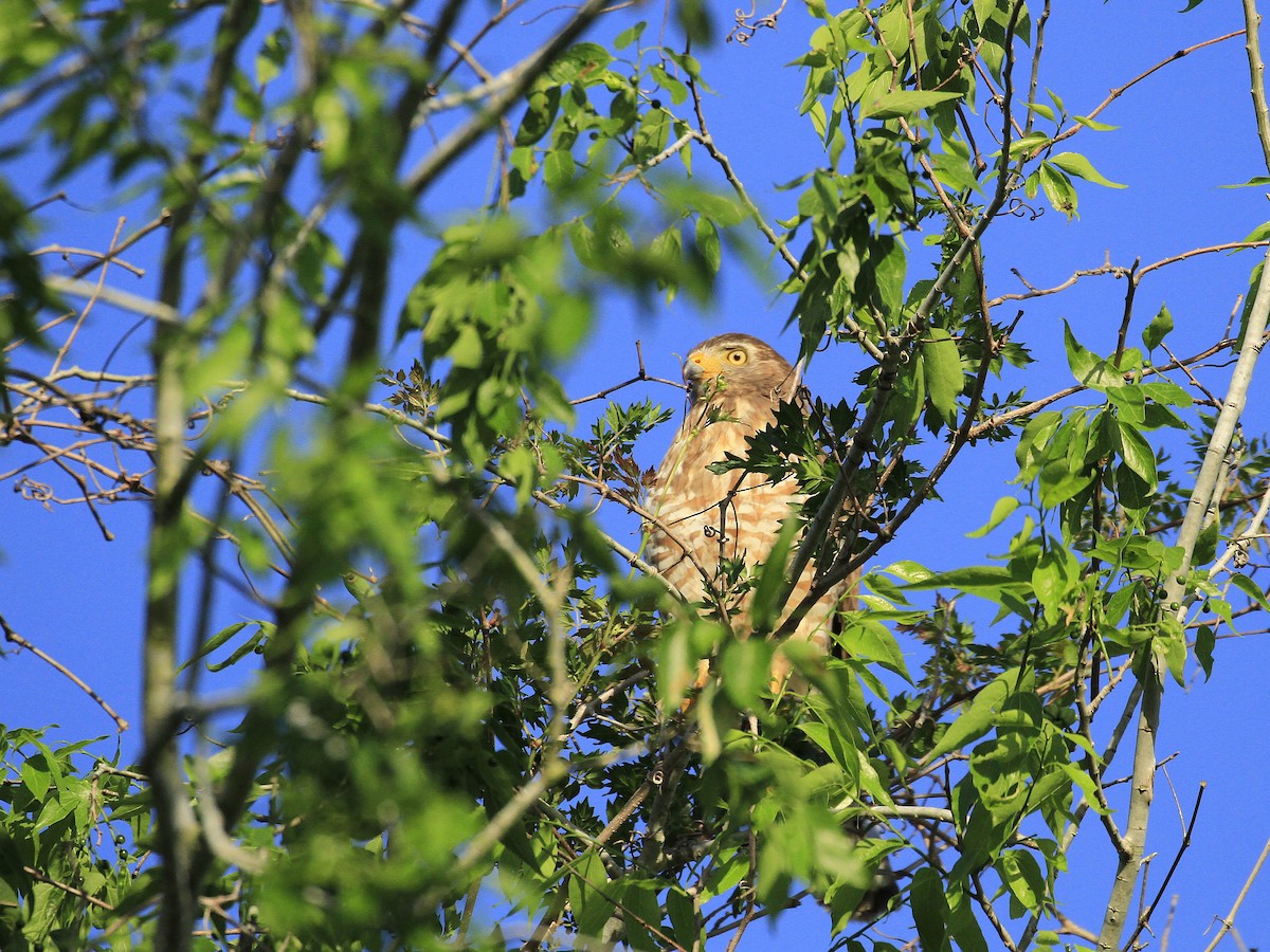 Roadside Hawk - ML616907655