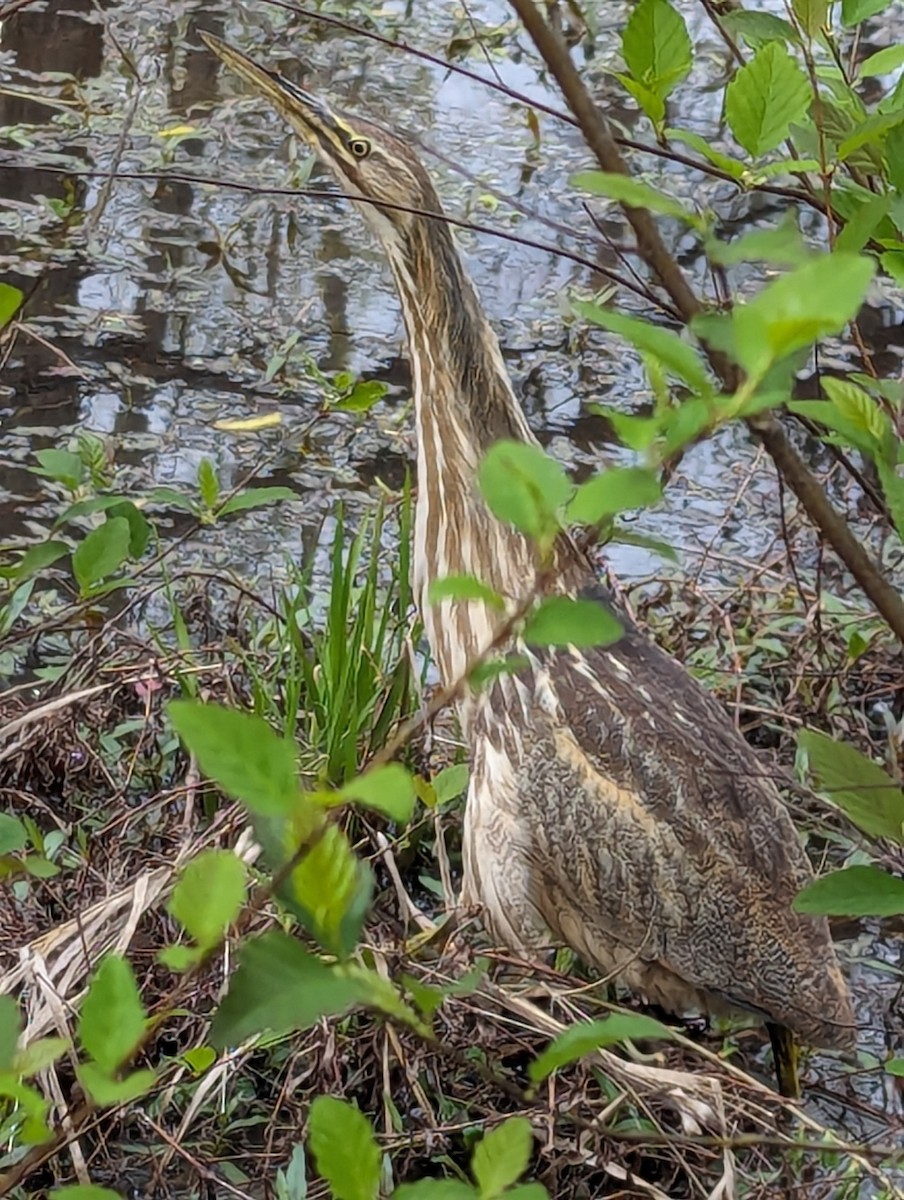 American Bittern - ML616907660