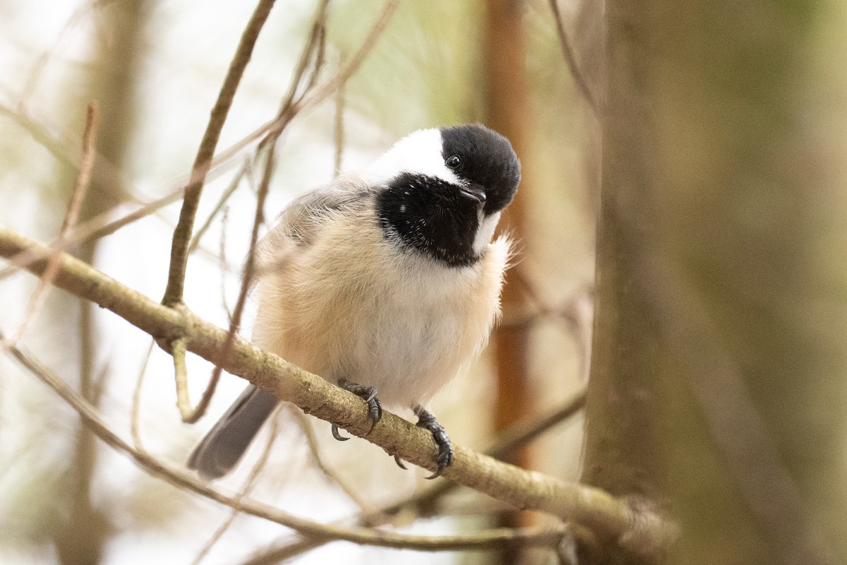 Black-capped Chickadee - ML616907663