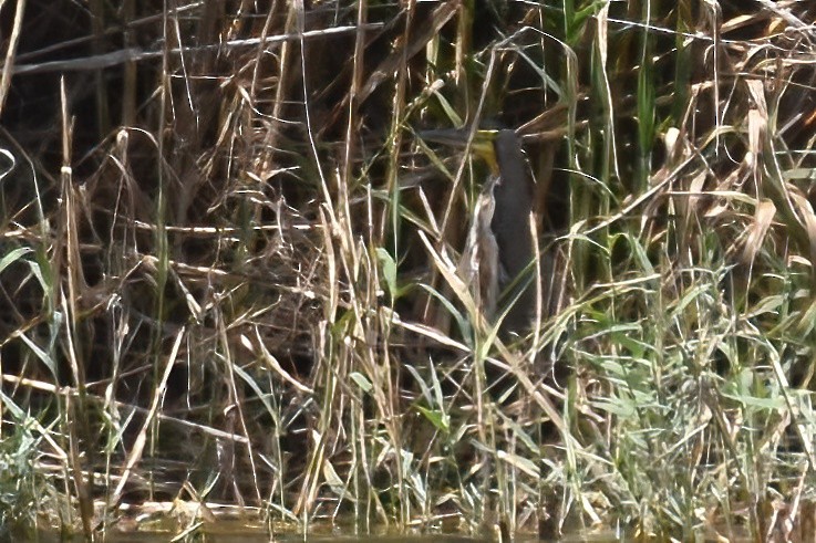 Bare-throated Tiger-Heron - Derek Hudgins