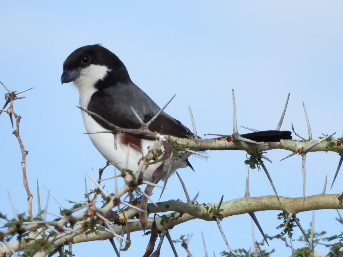 Long-tailed Fiscal - Bev Agler