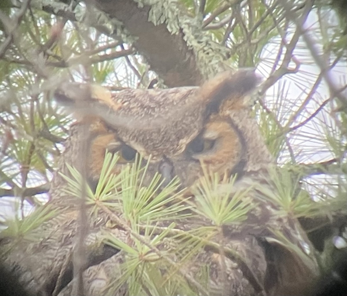 Great Horned Owl - ML616907723