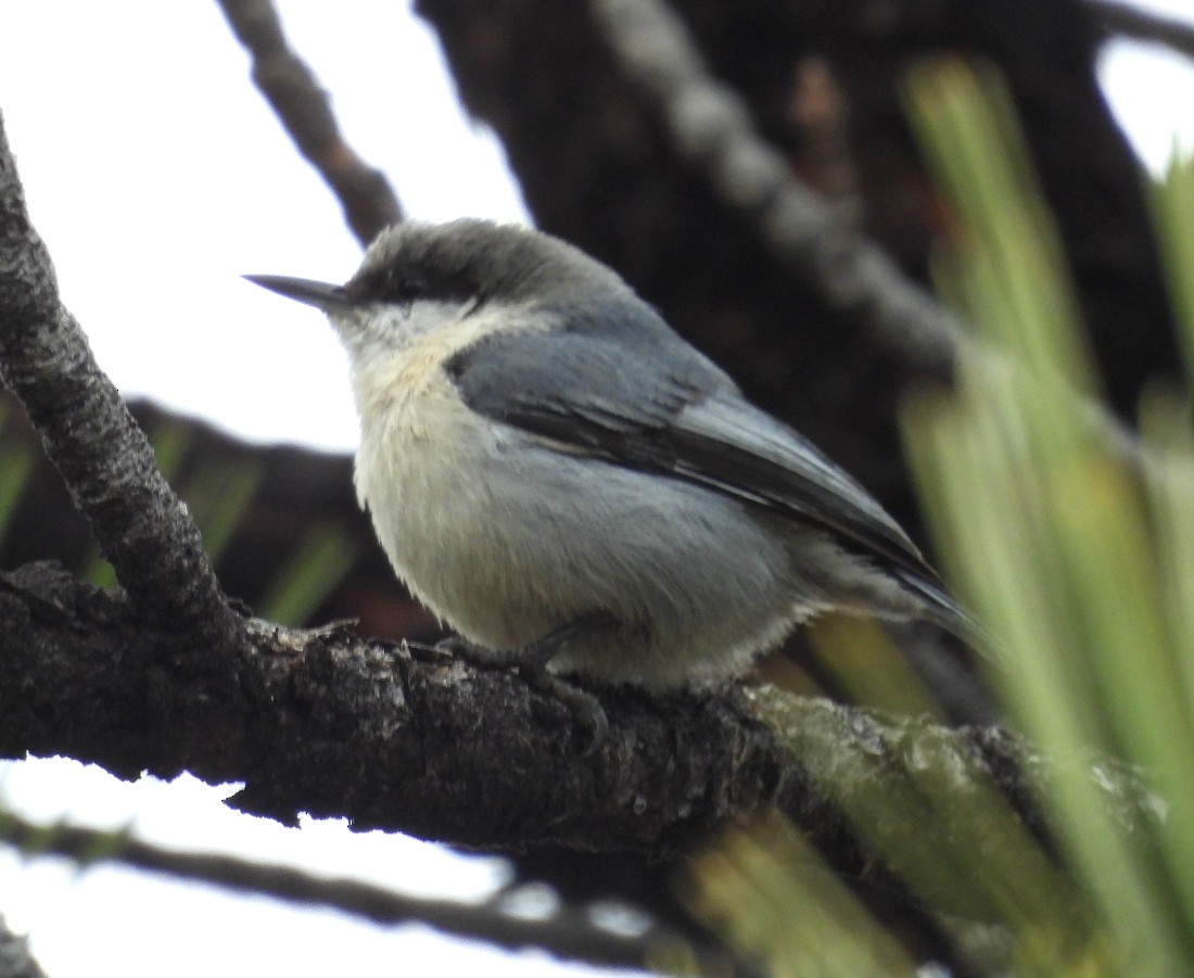 Pygmy Nuthatch - ML616907741