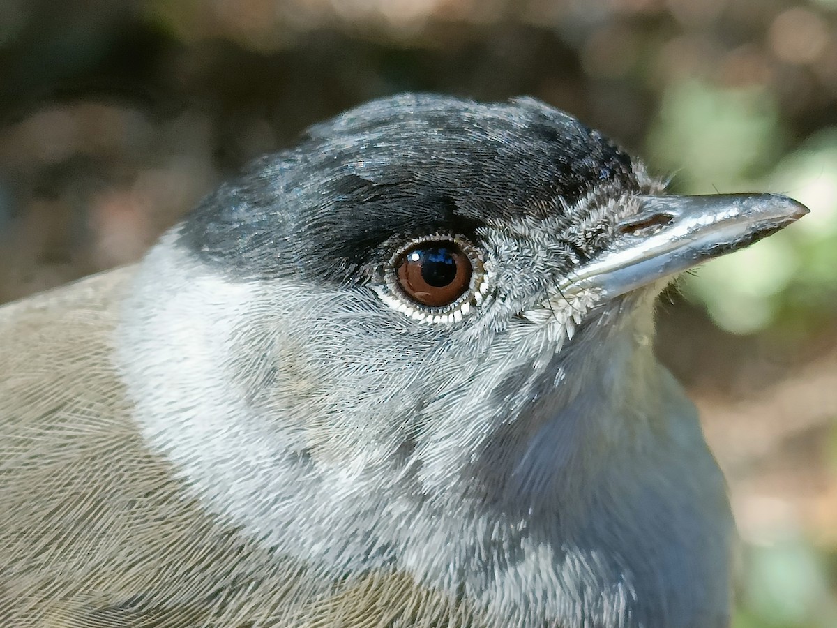 Eurasian Blackcap - Pep Cantó