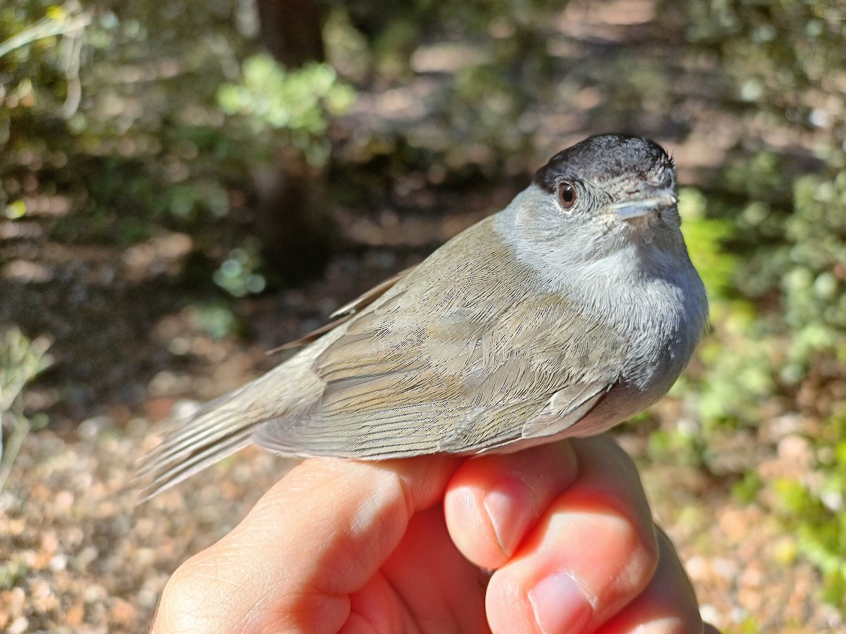 Eurasian Blackcap - ML616907807