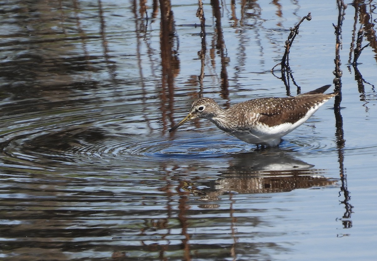 Solitary Sandpiper - ML616907813