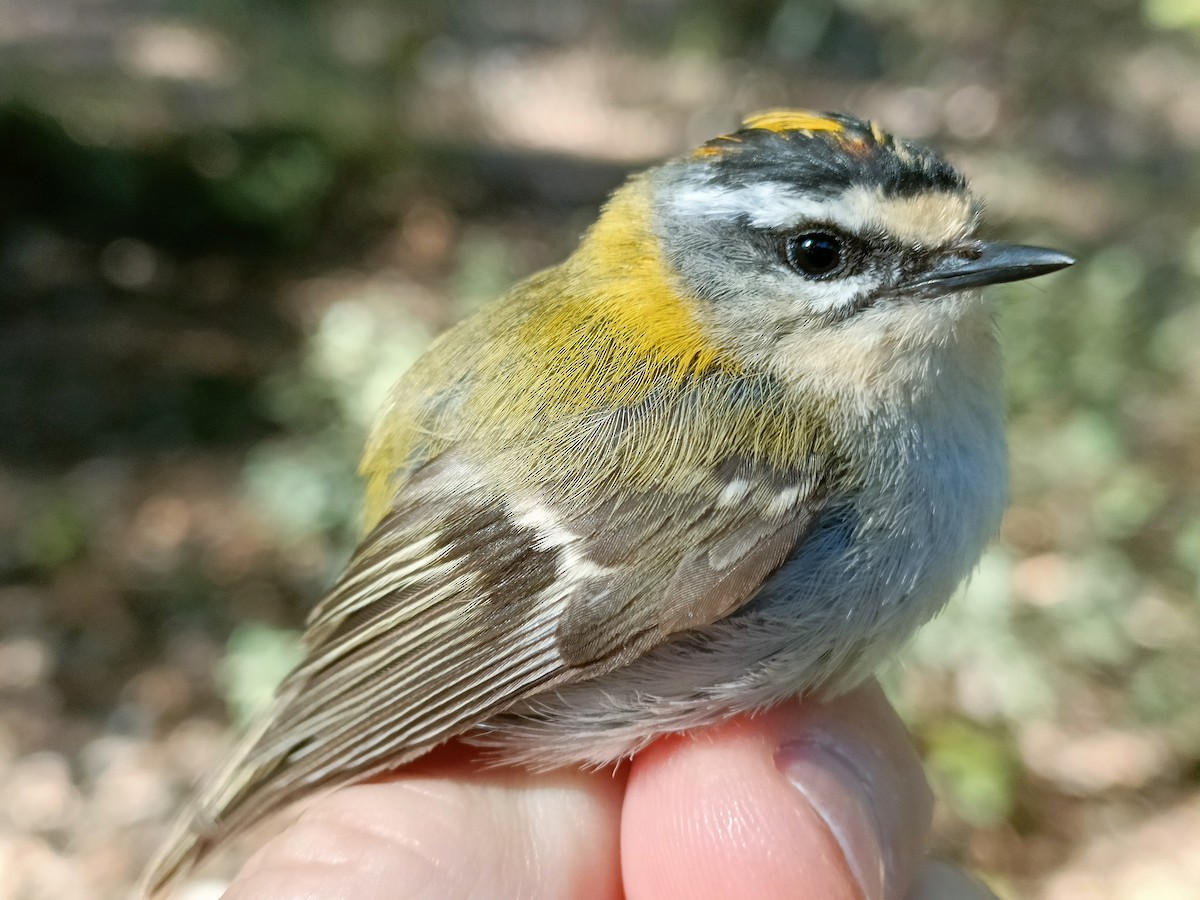 Common Firecrest - Pep Cantó