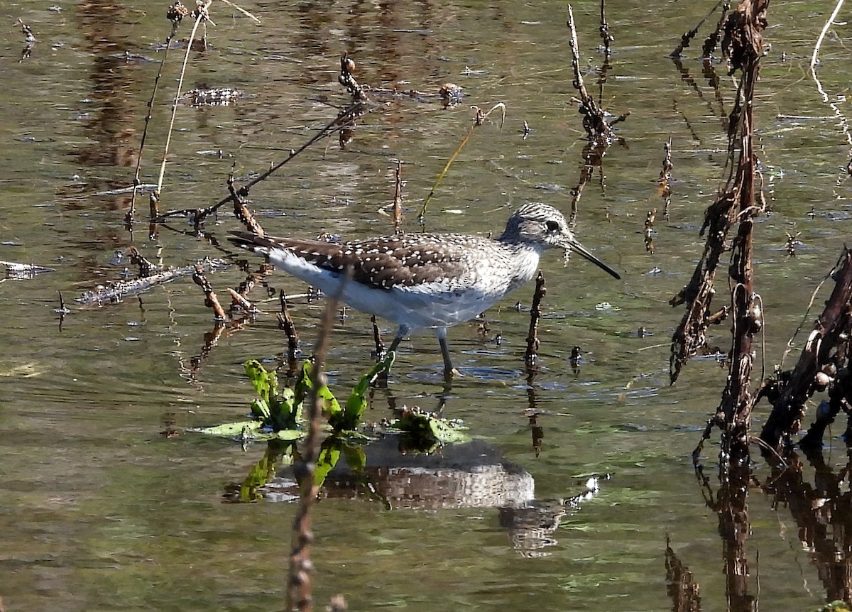 Solitary Sandpiper - Christine Rowland