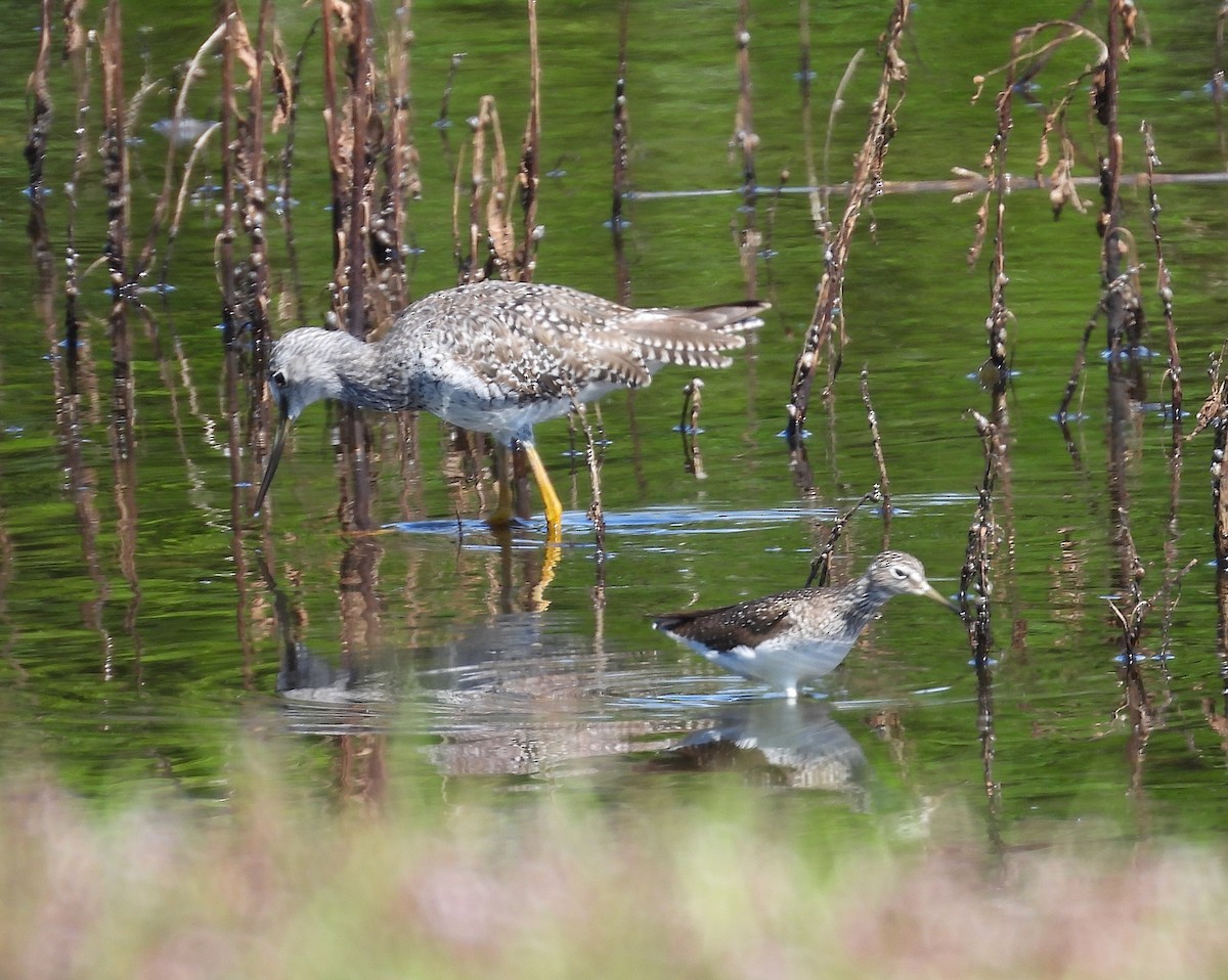 Solitary Sandpiper - Christine Rowland