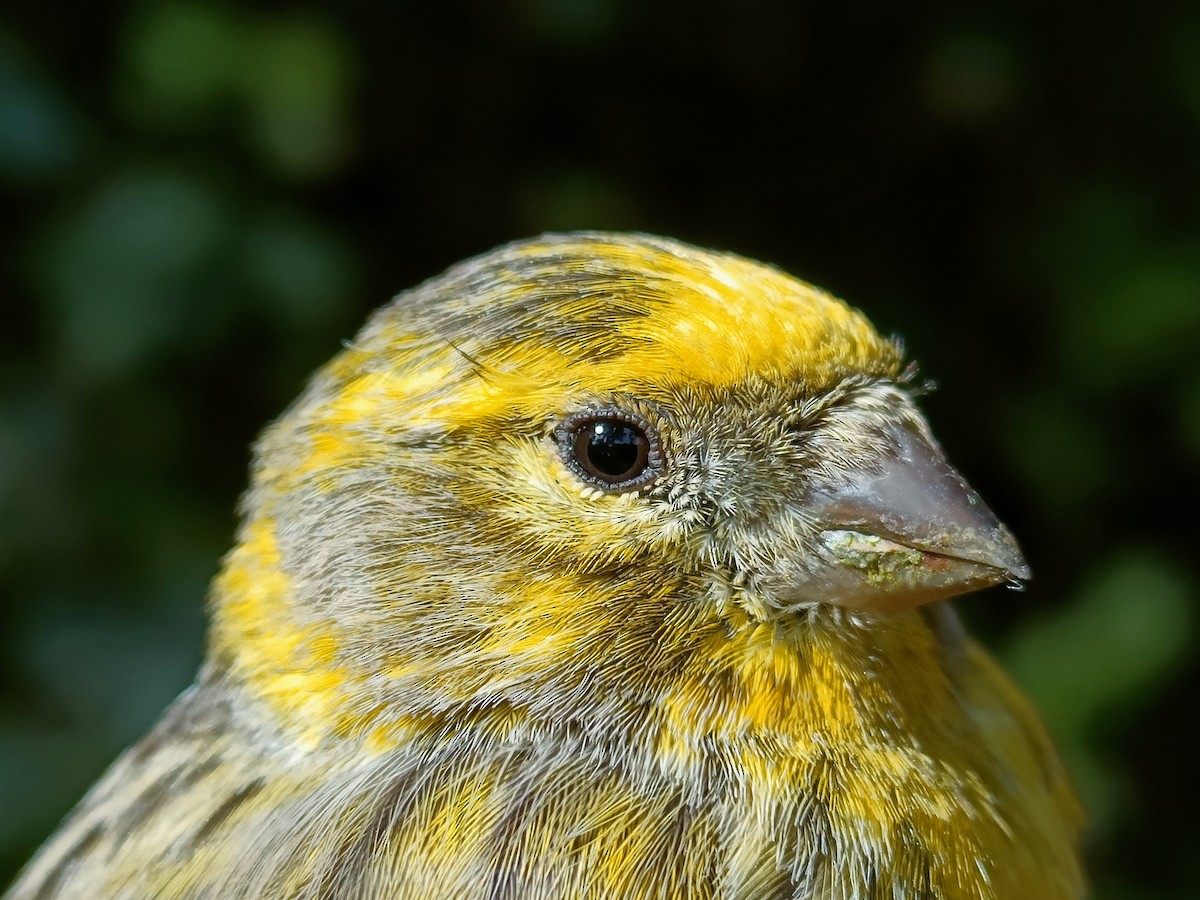 European Serin - ML616907858