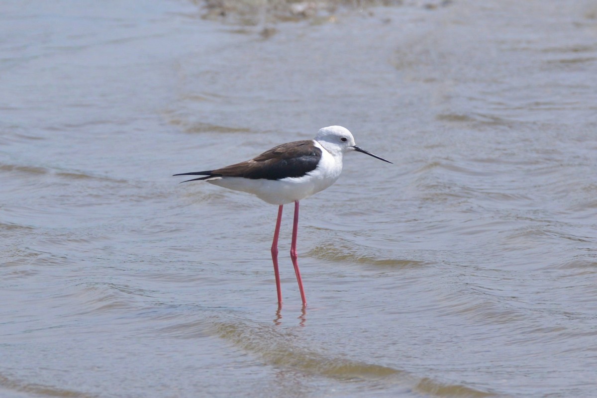 Black-winged Stilt - ML616907918