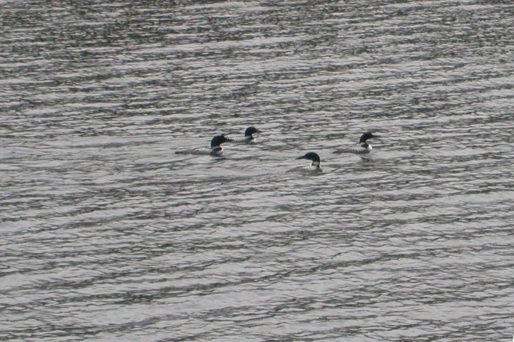 Common Loon - Maurice Raymond