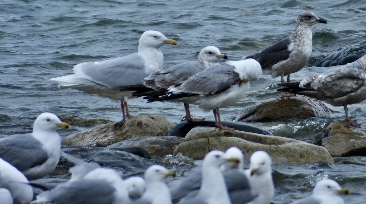 Lesser Black-backed Gull - ML616907931