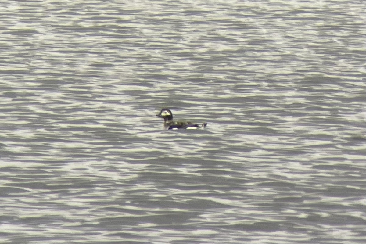 Long-tailed Duck - Eric Zawatski