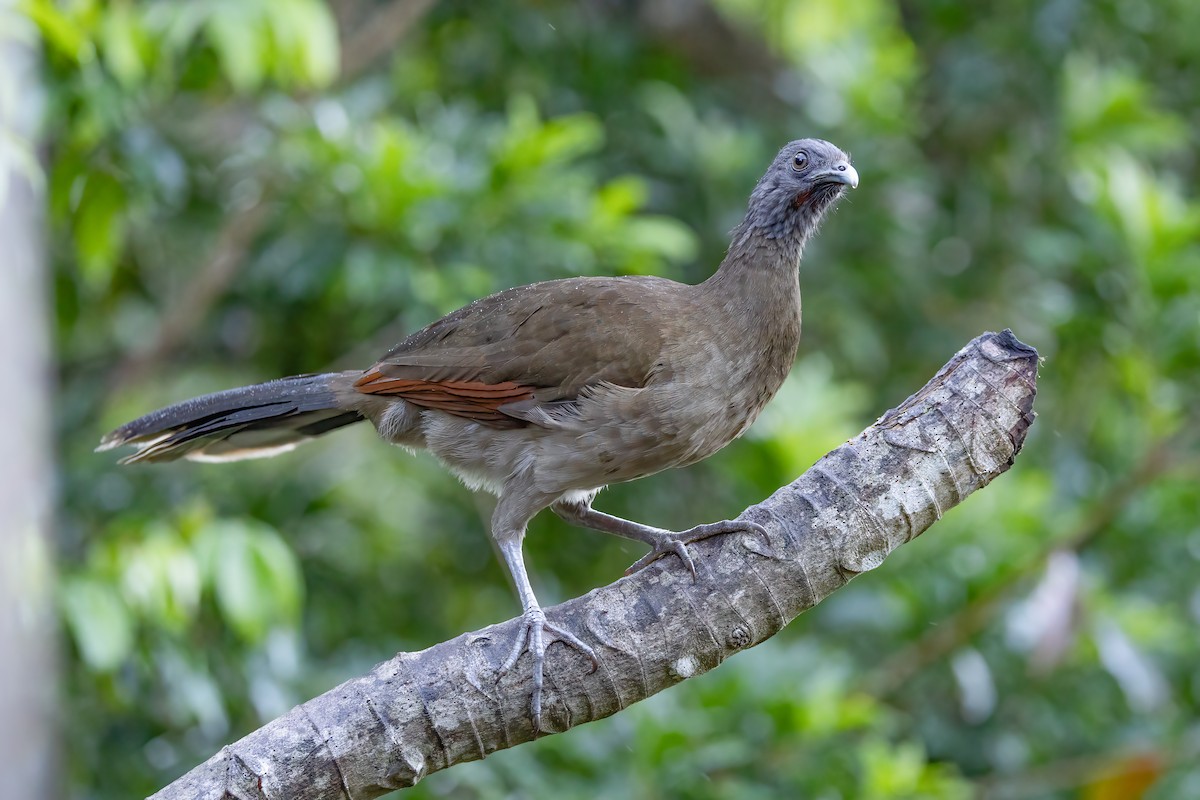 Gray-headed Chachalaca - Chris S. Wood