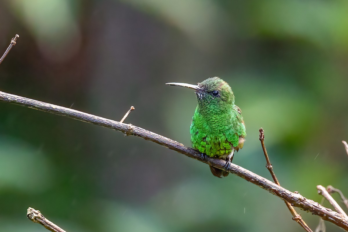 Stripe-tailed Hummingbird - Chris S. Wood