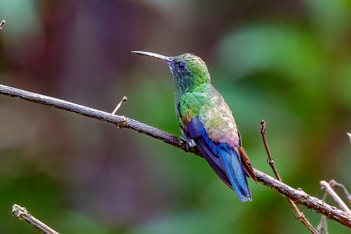 Blue-vented Hummingbird - Chris S. Wood